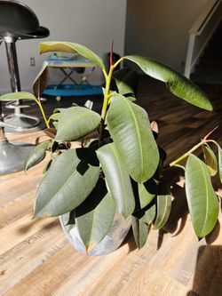 Healthy Real Rubber Is Plant!