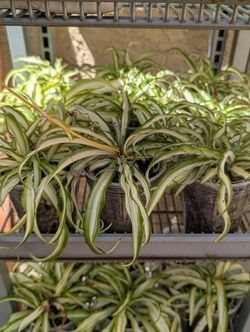 Medium Spider Plants $5 Each