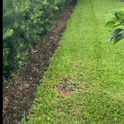 Podocarpus 3gal 7gal 15gal 25gal 