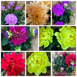 Big And 3 Feet Tall Dahlia Flower Plants Cây hoa Thược dược