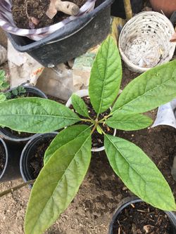 Avocado tree