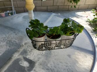 Beautiful Plant