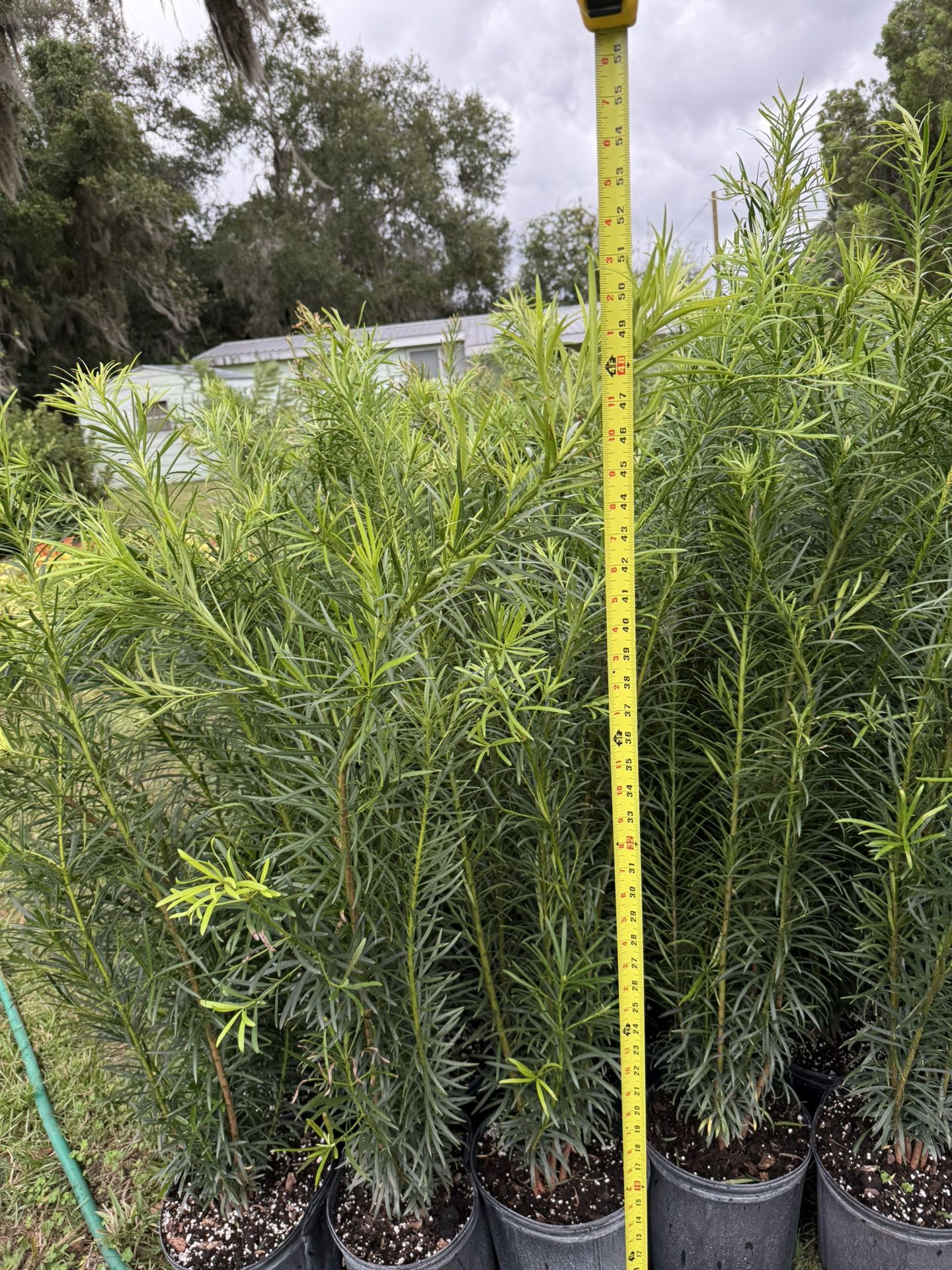 🌲 Podocarpus – Premium 3-Gallon Hedge Plants (50–60”) – Compare & Save!