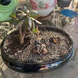 Succulents
