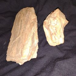 Petrified Wood