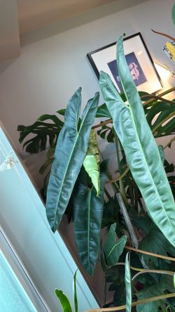 Philodendron Billietiae