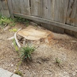 Stump Grinding 