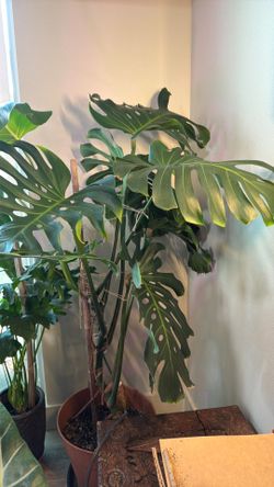 Monstera Deliciousa