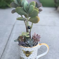 $7 Mix Succulents And with scallop Succulent