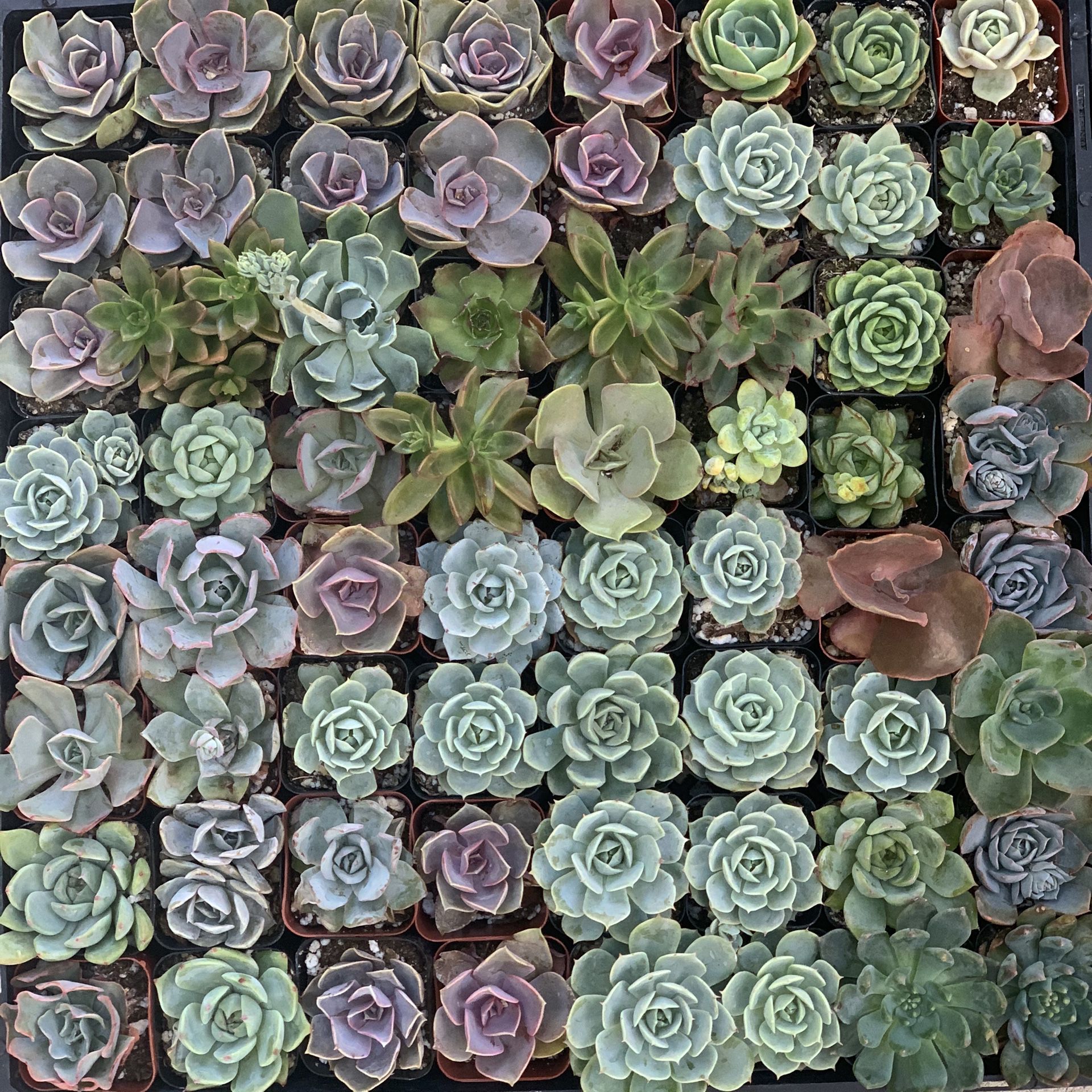 SUCCULENTS - NEW STOCKS ADDED TODAY- 5/29