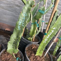 Rooted Cotton Candy Dragon Fruit Plant Gallon With Shoots 