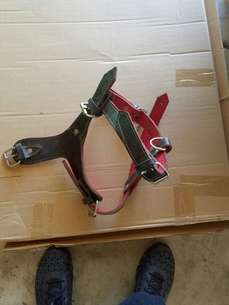 Leather dog harness