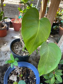 Monstera deliciosa
