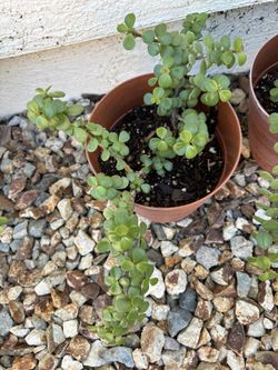 Elephant Bush Suculent 