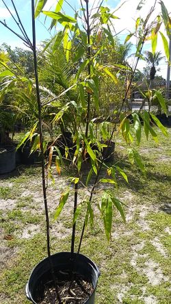 Black bamboo tree