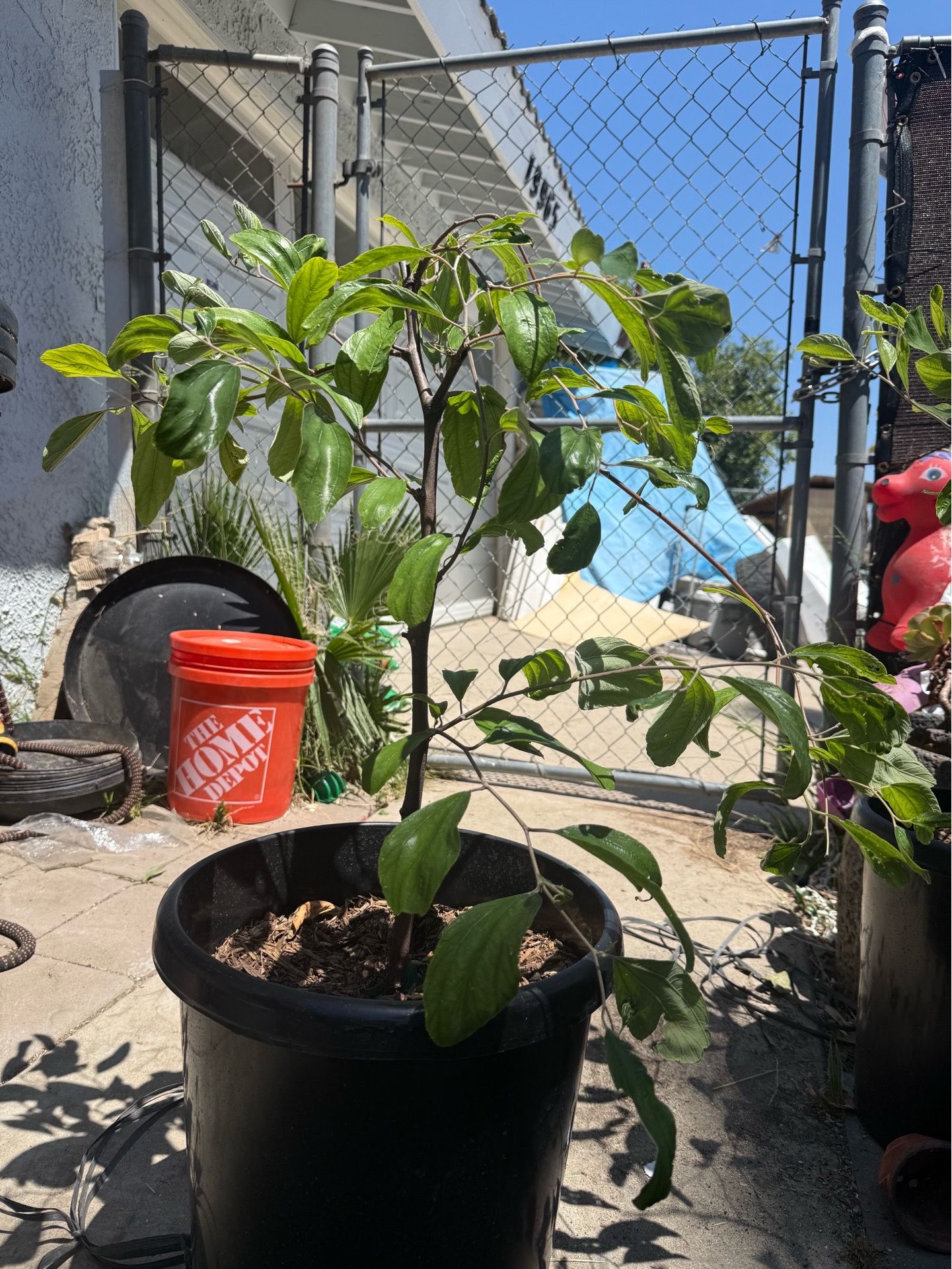Flowering Thai apple tree