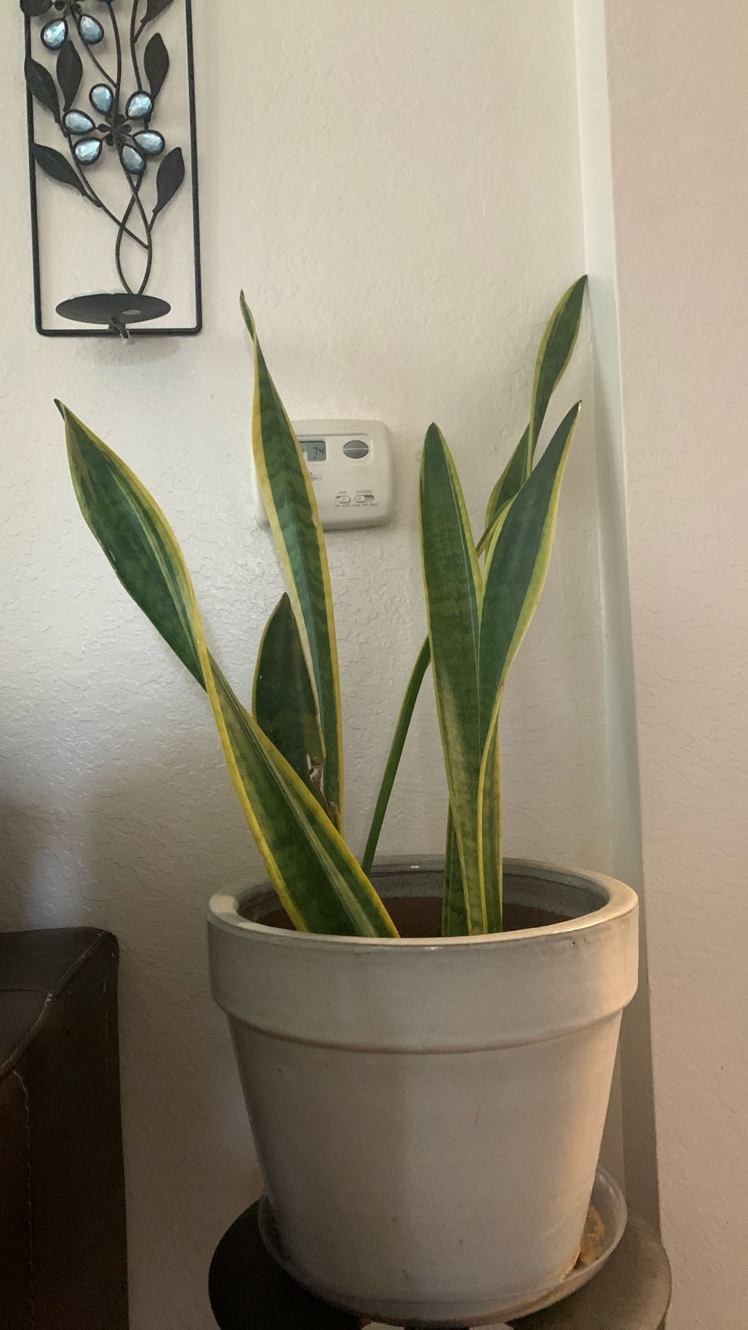 Snake Indoor Plant With Heavy Ceramic Pot