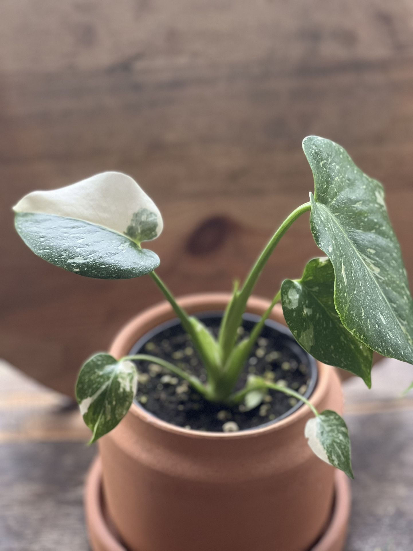 Monstera Thai constellation