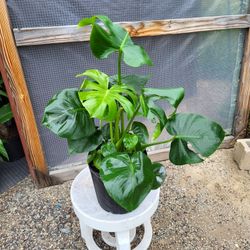 Monstera Deliciosa Plant 10" Nursery Pot$15 Each