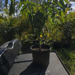 Coconut Cream Mango 7 Gallon