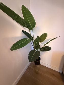 Artificial Banana Leaf Tree in Pot (2) $80 EACH