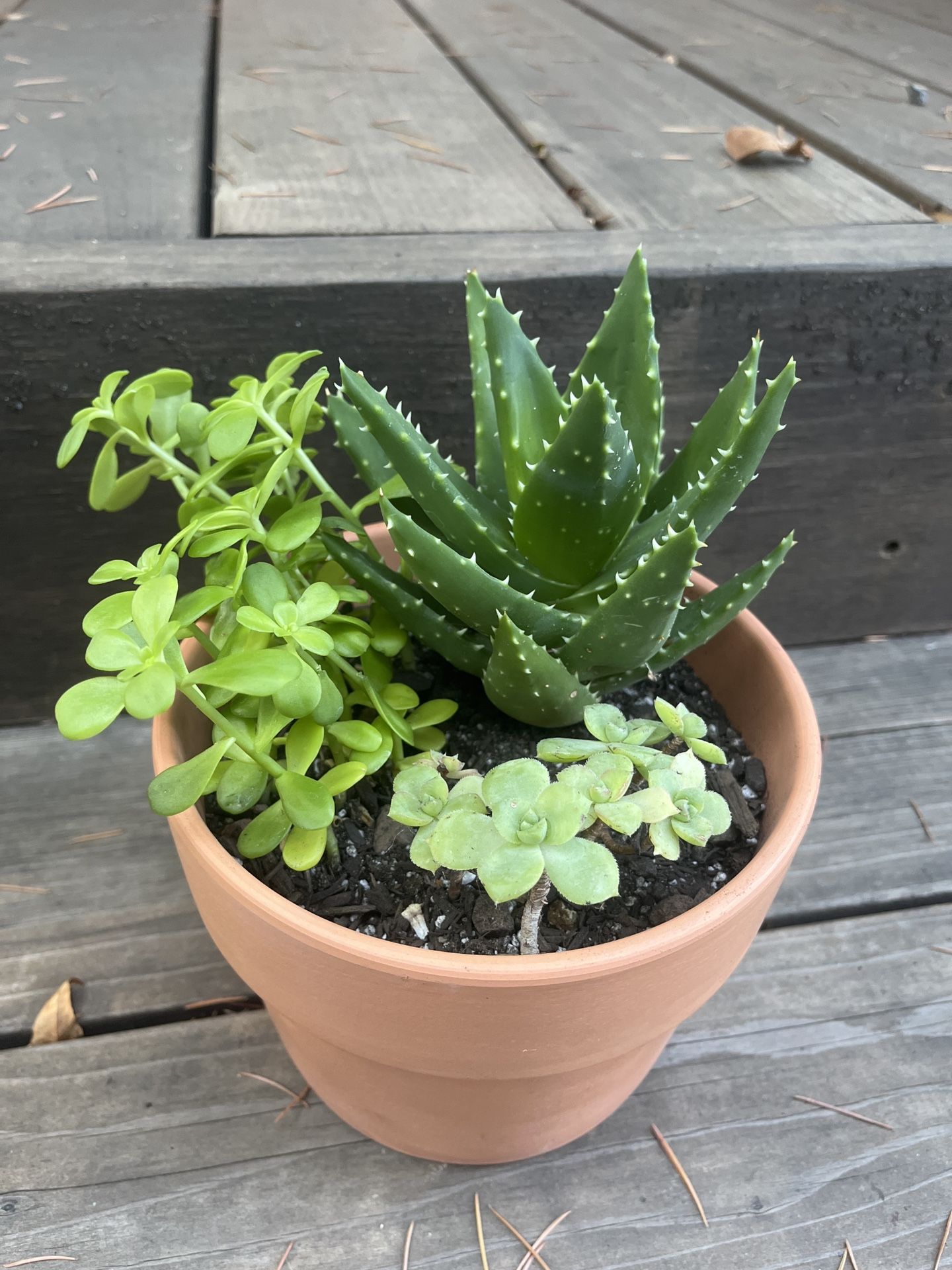 Potted Succulent Arrangement