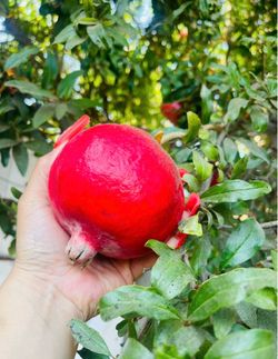 Pomegranates