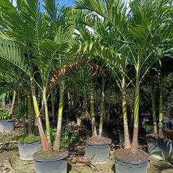 Huge Christmas Palms Over 8 To 9 Feet Tall