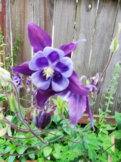 Purple COLUMBINE Perennial Plants 
