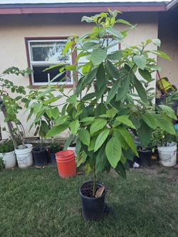 Hass avocado tree