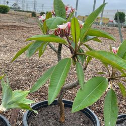 Plumeria Plant