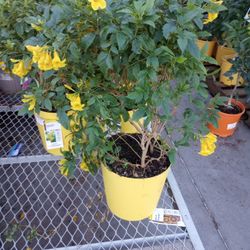 5 Gal Yellow Bell