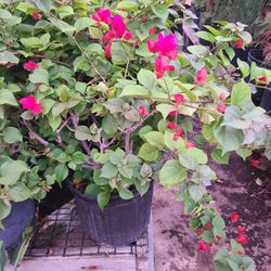 Bumgamilias Rosas Y Purple 3gallon 