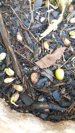 Neem seedlings seeds and leaves