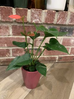 Pink Anthurium plant