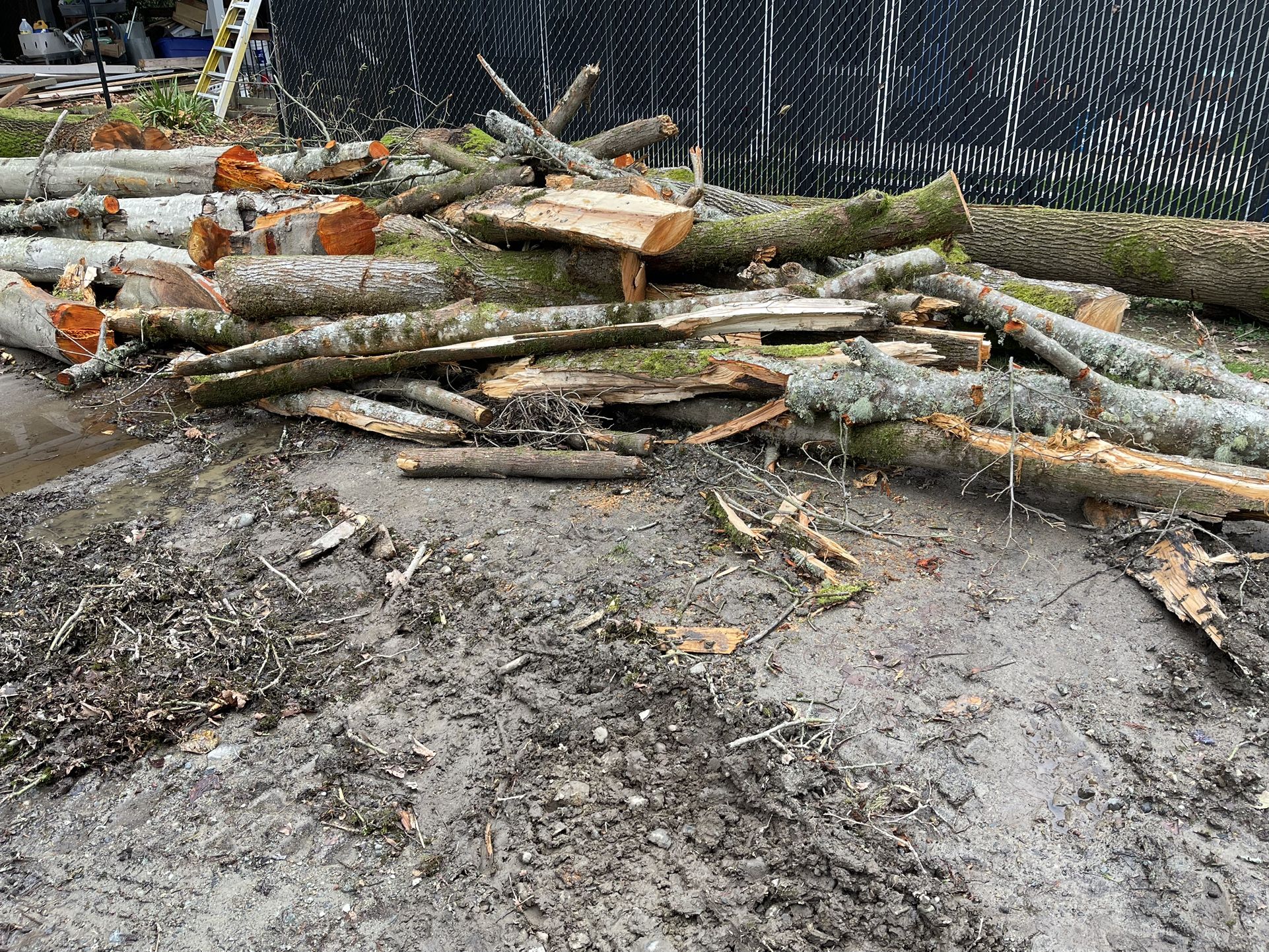 Firewood