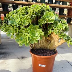 Aeonium Green Rose Crest