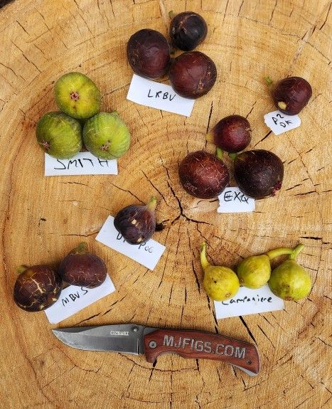 Mature Fig Trees Exotic Varieties From All Over The World