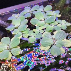 Aquarium Plants