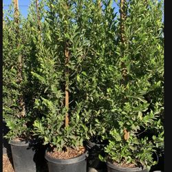 carolina cherry laurel, English laurel for  hedge and privacy 15gal 
