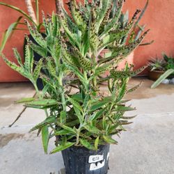 Kalanchoe Mother Of Thousand Suculent Plant Medesinal