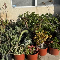 Large Succulent Plants