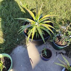 Pineapple Plant