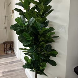 Pretty Artificial Plant Fig Tree 6 FT With 184 Leaves ! Brand New  