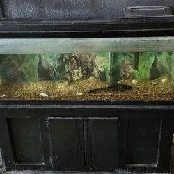 Fish Tank 