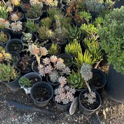 Plants