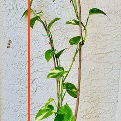 Tall Live Plant