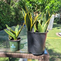 sanseviera plant 