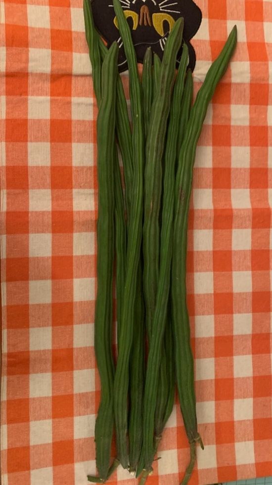 Fresh Moringa Drumsticks 
