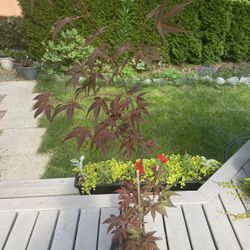 Bloodgood Japanese Maple ‘Acer Palmatum’ (Outdoor Plant)
